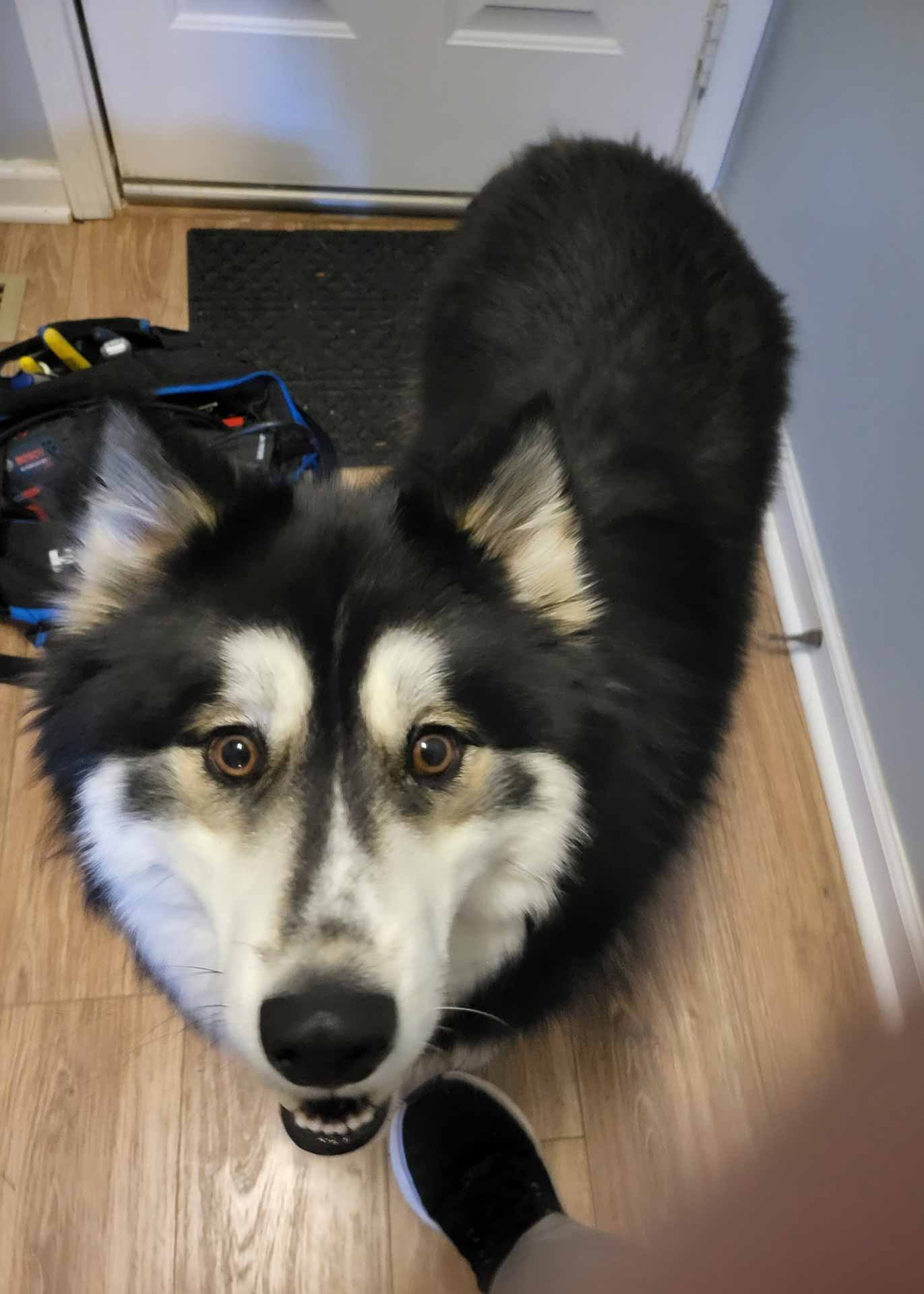 Dog greeting appliance repair technician in home's entryway