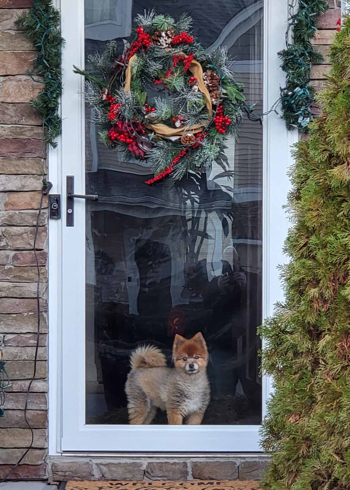 Small dog looking out front door of Huntersville home