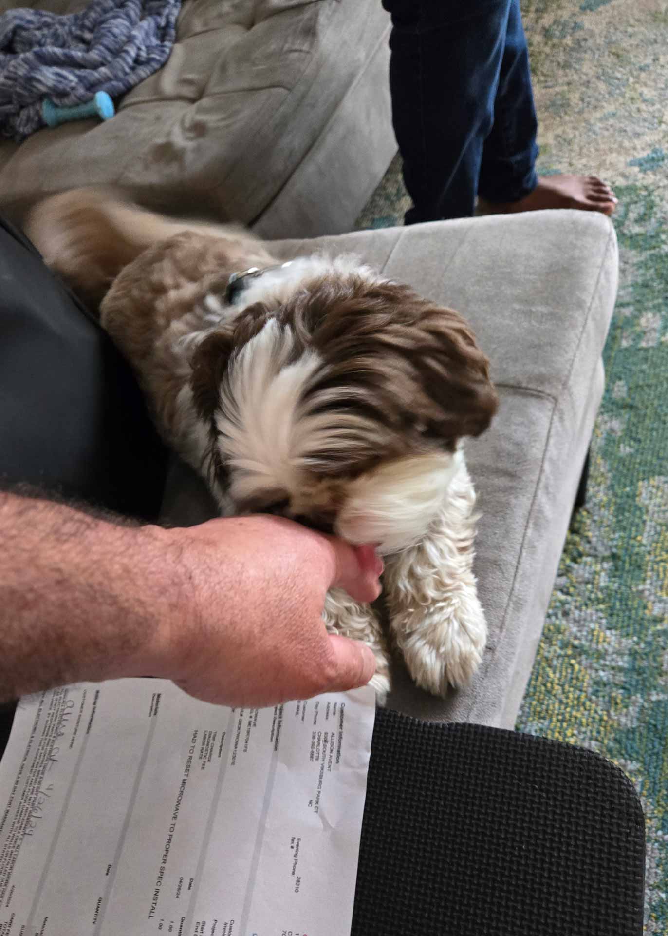 A small fluffy dog happily greeting an appliance repair technician