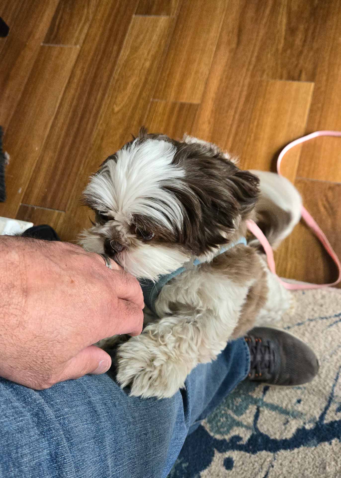 A small fluffy dog happily greeting an appliance repair technician